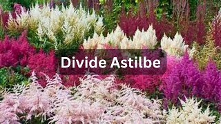 How To Divide Astilbe [upl. by Luciana516]