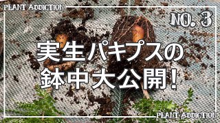 オペルクリカリア・パキプスの植え替え Repotting Operculicarya pachypusNO3 [upl. by Adiesirb]