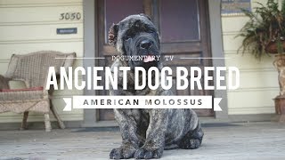 AMERICAN MOLOSSUS A RECREATION OF AN ANCIENT DOG BREED [upl. by Howie]