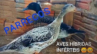 Aves híbridas [upl. by Arabrab]