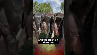 ❤️ GIROLANDO Dairy Cows Meet This Incredible Breed cow cattlefarm dairy [upl. by Asuncion]