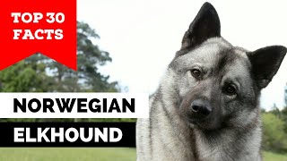 99 of Norwegian Elkhound Owners Dont Know This [upl. by Feld431]