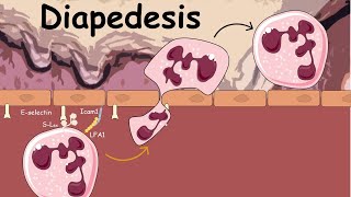 Diapedesis  Extravasation of Neutrophils  Innate immunity [upl. by Baxter]