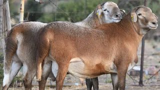 The best sheep breed in South Africa  Elandsnek Boerdery [upl. by Nay]