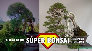 Diseño de un súper bonsai junípero chinensis itoigawa [upl. by Letnohc]