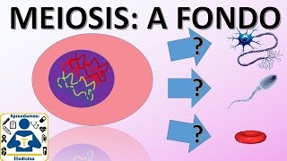 MITOSIS  Biología Desde Cero [upl. by Lorens]