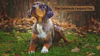 The Catahoula Leopard Dog  Louisianas Finest [upl. by Franciscka48]