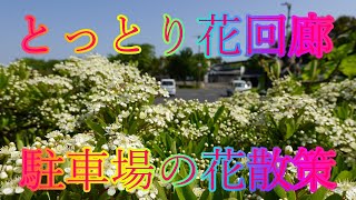 ゴールデンシーズン 5月10日 金曜 晴れ 若葉のウォーク とっとり花回廊 駐車場の花散策 日本 鳥取県西伯郡南部町鶴田 レストラン花かいろう WalkingYoshi [upl. by Addiego]