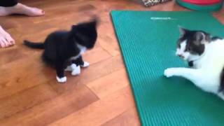 Kitten with deformed hind legs playing [upl. by Aynatan15]