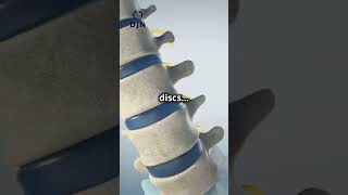 lumbar vertebrae biomechanics facts education gk doctor science anatomy knowledge live [upl. by Dublin]