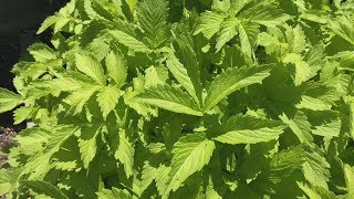 Agrimony  Agrimonia eupatoria  Church Steeples  Sticklewort [upl. by Castra]