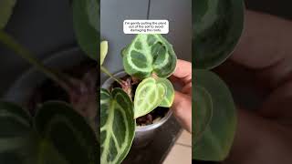 Anthurium propagation anthurium anthuriumhybrid plants propagation indoorplants [upl. by Haelat107]