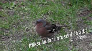 Miksi laulat lintuseni [upl. by Irita831]