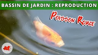 Bassin de jardin  Reproduction poisson rouge [upl. by Werner]