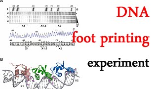 DNA footprinting experiment [upl. by Baptist]