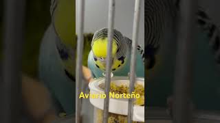 Periquita clásica 💙 aviario periquitosaustralianos budgies birds mascotas youtubeshorts [upl. by Enaira]