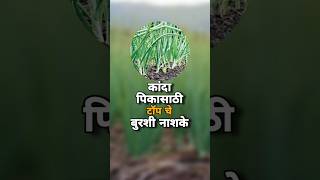 कांदा करपा रोप नियंत्रण उपाय kanda karpa rog upay कांदा shortvideo viralvideo onion [upl. by Yren]