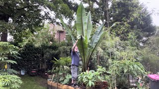 Ensete ventricosum Hiniba  It’s HUGE [upl. by Zinnes943]