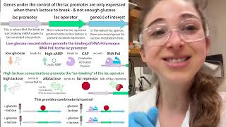 Autoinduction for recombinant protein overexpression [upl. by Seldun]