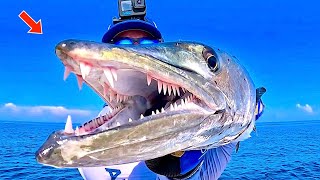 Fishing for the Most Vicious Predator in the Gulf of Mexico [upl. by Javed331]