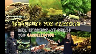 Ernährung von Garnelen  Tipps zur Fütterung Zu Gast GARNELEN4YOUPTB [upl. by Rollie]