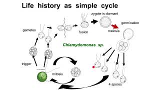 Zygotic meiosis  Isogamy  Anisogamy  Oogamy [upl. by Aniroz]