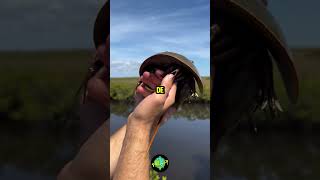 ¿CONOCÍAS ESTE CANGREJO🦀 cangrejo shortfeed curiosidades fypyoutube [upl. by Sherar]