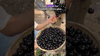 Uma das frutas mais gostosa do Mundo plantar curiosidades plantas jabuticaba frutas [upl. by Alduino933]