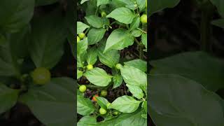 Quick update on the hot peppers Wiri Wiri Chilli peppers lasanafarms [upl. by Delp]