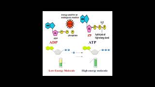 Different between ATP and ADP geneticteacher [upl. by Goodson]