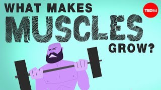 What makes muscles grow  Jeffrey Siegel [upl. by Ruben]