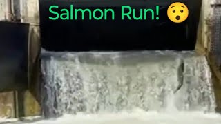 Salmon Run 😳 Heading Upstream salmonrun nature fishing livestream [upl. by Eladnwahs584]