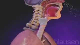 El orgien de las infecciones de las vías respiratorias superiores [upl. by Conlon]