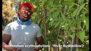 Combretum erythrophyllum “River Bushwillow” [upl. by Flemings]