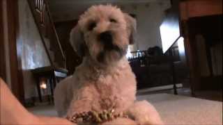 Penny our one year old Wheaten Terrier [upl. by Golding965]