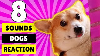 8 Sounds Dogs Like to React to the Most [upl. by Jehu350]