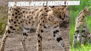 The Serval Africas Graceful Enigma [upl. by Eittik]