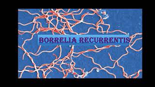 Borrelia recurrentis [upl. by Phipps]