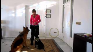 How to Teach Your Dog to Bark on Cue [upl. by Trautman101]