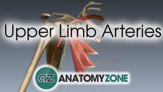 Upper Limb Arteries  Arm and Forearm  3D Anatomy Tutorial [upl. by Willie]