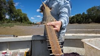 Sawfish survival [upl. by Maroj]