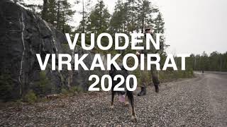 Vuoden virkakoirat 2020 [upl. by Yddub653]