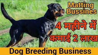 Rottweiler Dog Matting Business  Dog Farming in india  Dog Matting की पूरी जानकारी [upl. by Reinnej99]