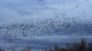 Enormous Flock of Canadian Geese [upl. by Vick]