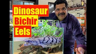 Monster Dinosaur Bichir Fish  Natural Aquarium Setup  Mayur Dev Aquascaper  Bichir Fish Care 4K [upl. by Getter155]