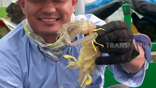 MANCING MANIA  17 BEST STRIKE SPESIAL ULTAH 151218 Part 2 [upl. by Amehr370]