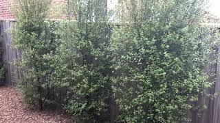 Super Hedge growth 15mths on Tall healthy screening plants Pittosporum fence screening Clay soil [upl. by Bindman500]