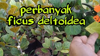 cara mudah memperbanyak ficus deltoidea atau tabat barito [upl. by Curren]