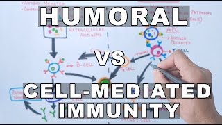 Humoral and Cell Mediated Immunity [upl. by Aowda83]