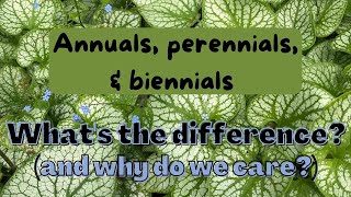 Diversity in plant form in annuals biennials and perennials [upl. by Werdnaed957]